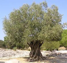 olivenbaum 2